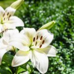Lilien aus dem Topf in den Garten pflanzen?