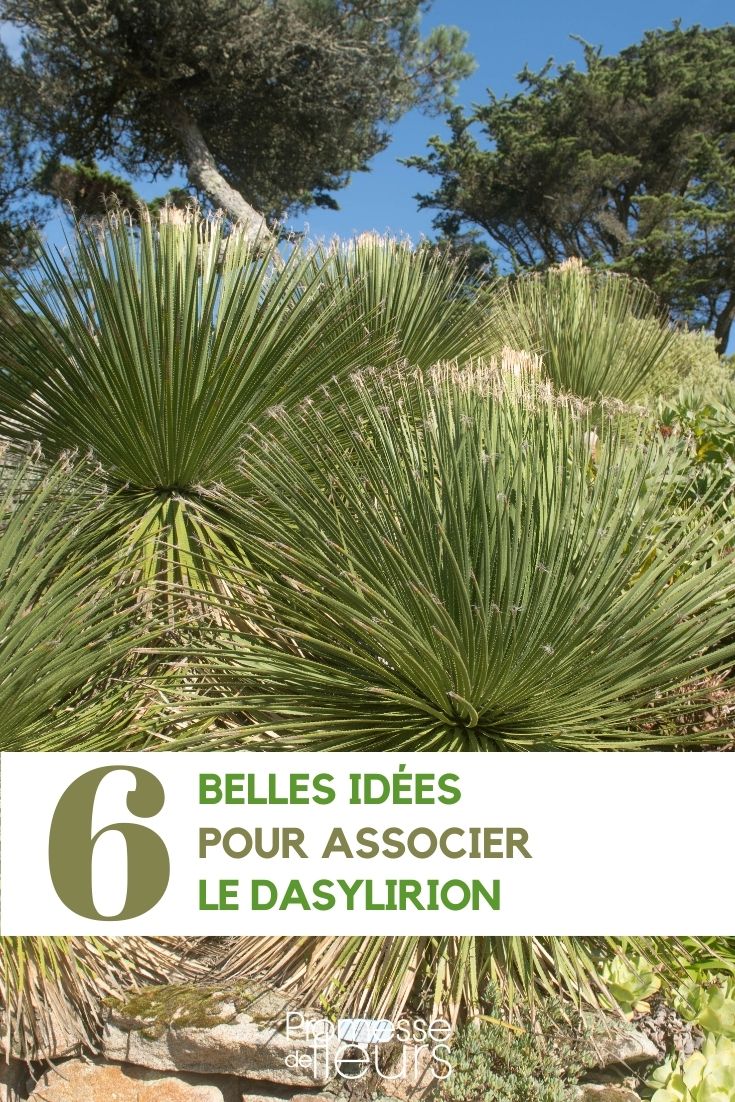 das Dasylirion kombinieren"  

(Note: This translates the phrase "associer le dasylirion" to German as "das Dasylirion kombinieren", which means "to combine the Dasylirion". The translation maintains the botanical context while being grammatically correct in German.)