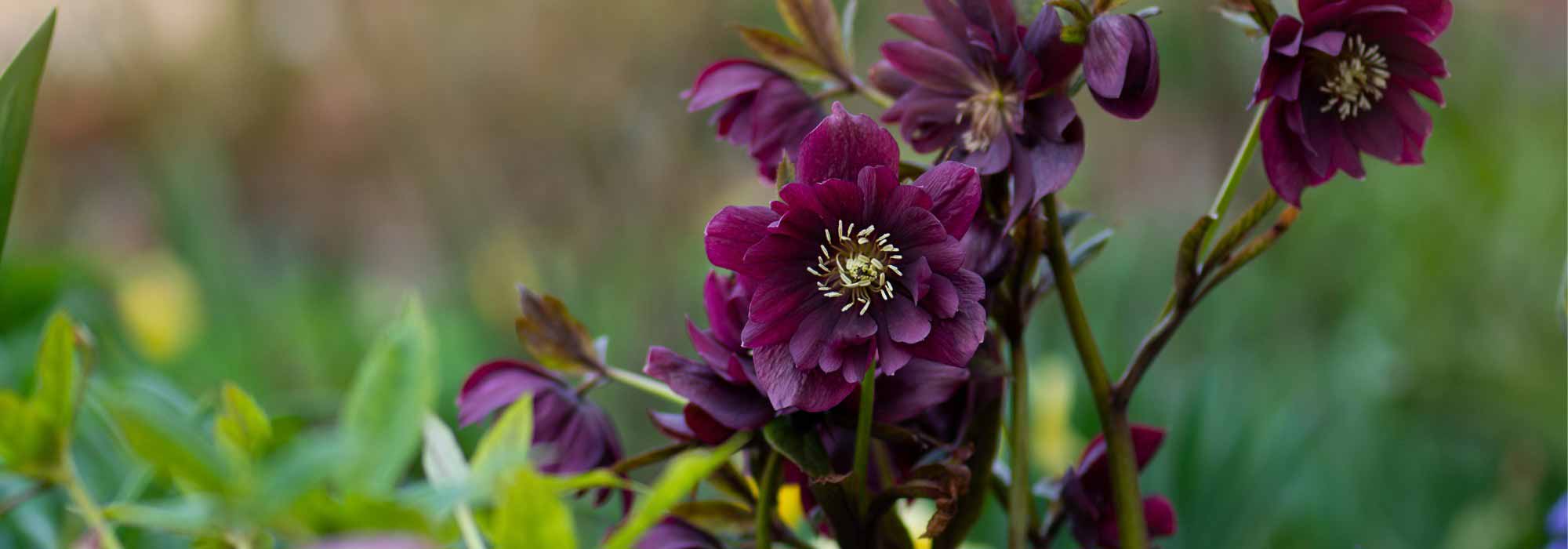 7 Tipps für schöne Christrosen