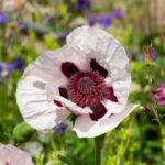 Mohn vermehren: Stecklinge?