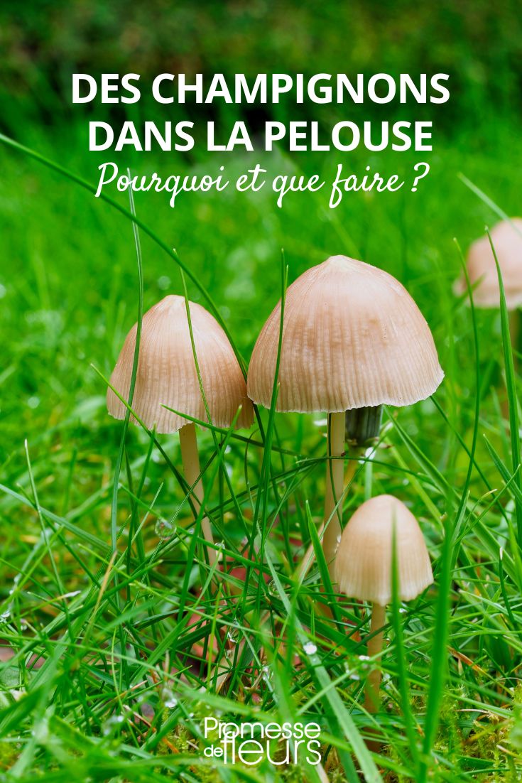 Wie man Pilze im Garten loswird