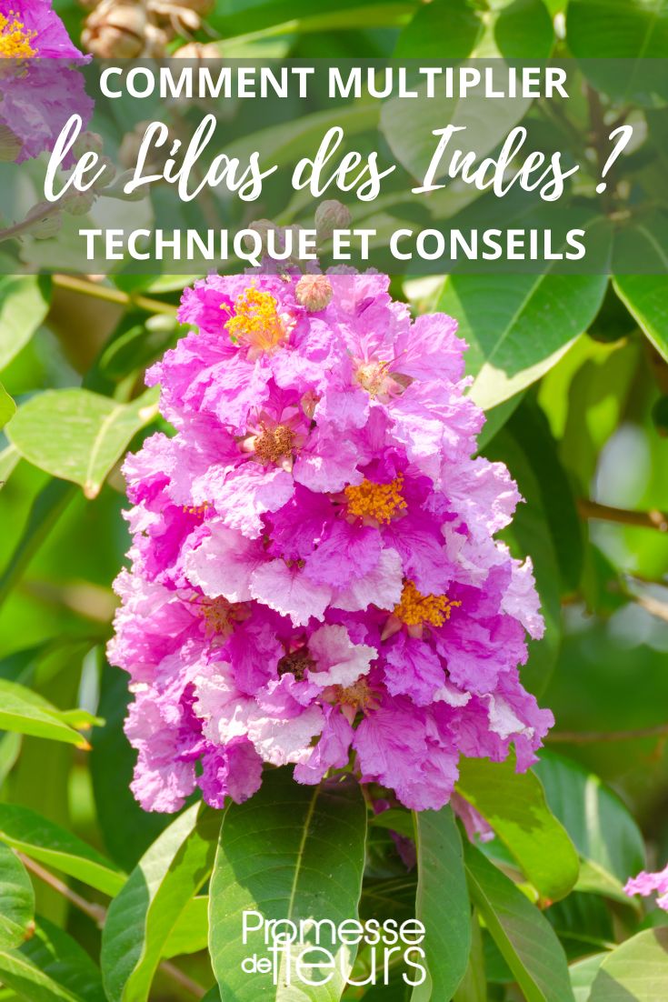 Stecklinge und Aussaat des Lagerstroemia