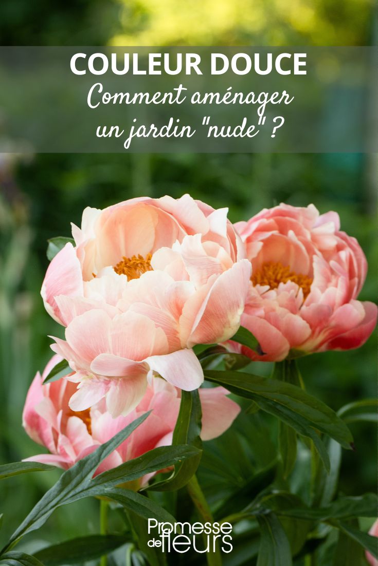 Pfingstrose Peony Coral Charm orange pink