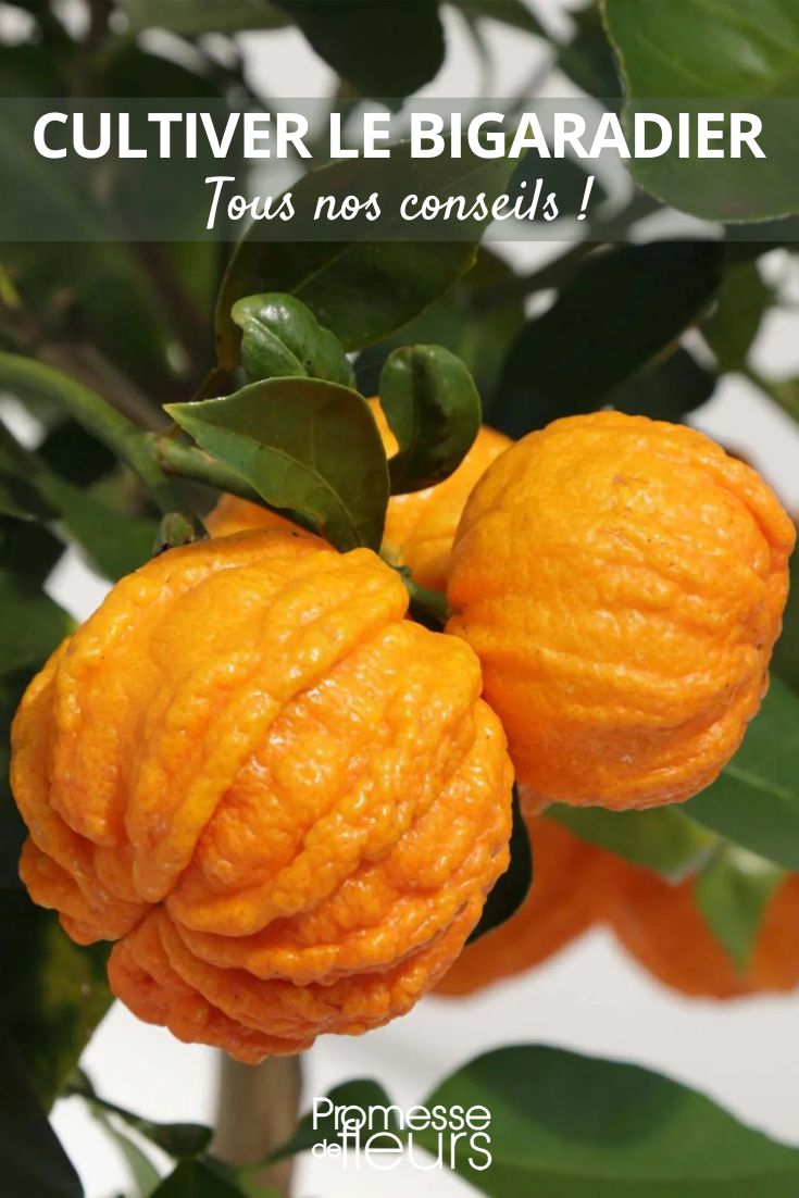 unsere Tipps für Citrus aurantium