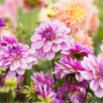 Dahlien überwintern: So schützen Sie sie vor Frost?