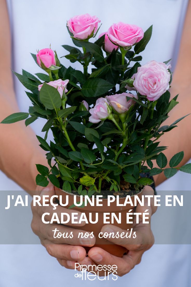 Rosenstrauch als Geschenk im Sommer