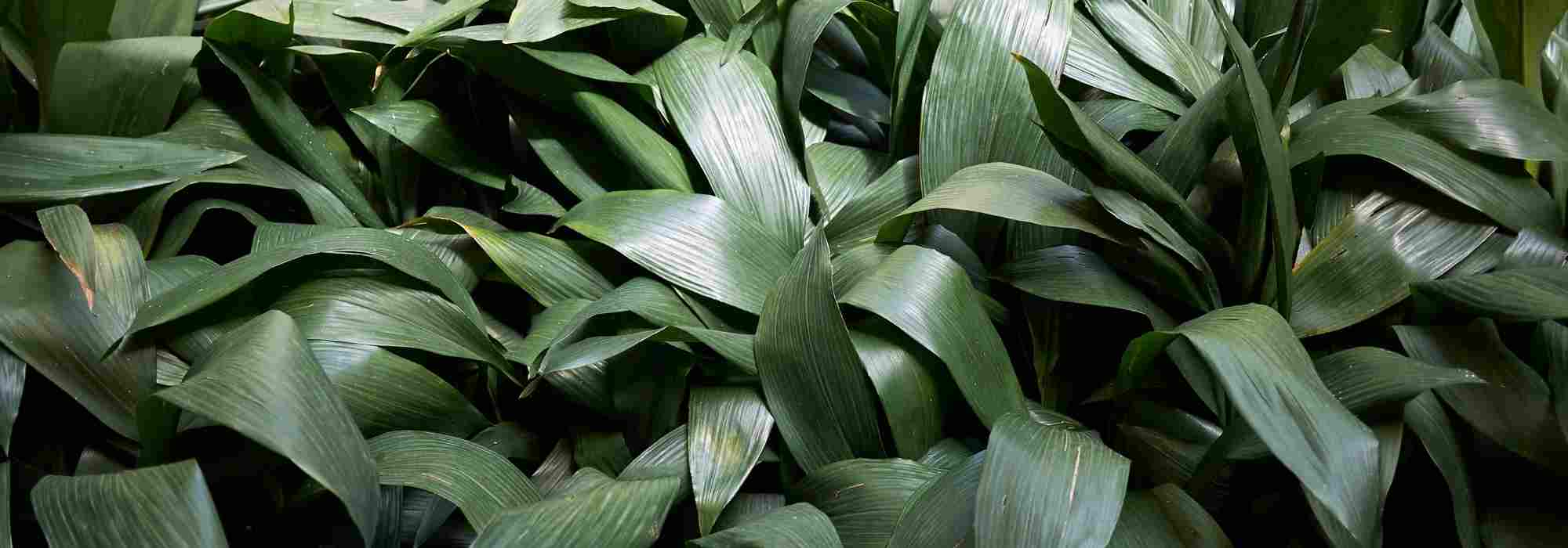 Gewöhnliche Schusterpalme: Pflege drinnen & im Garten