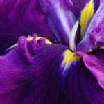 7 Gelbe Sumpf-Schwertlilien mit violetten und purpurroten Blüten
