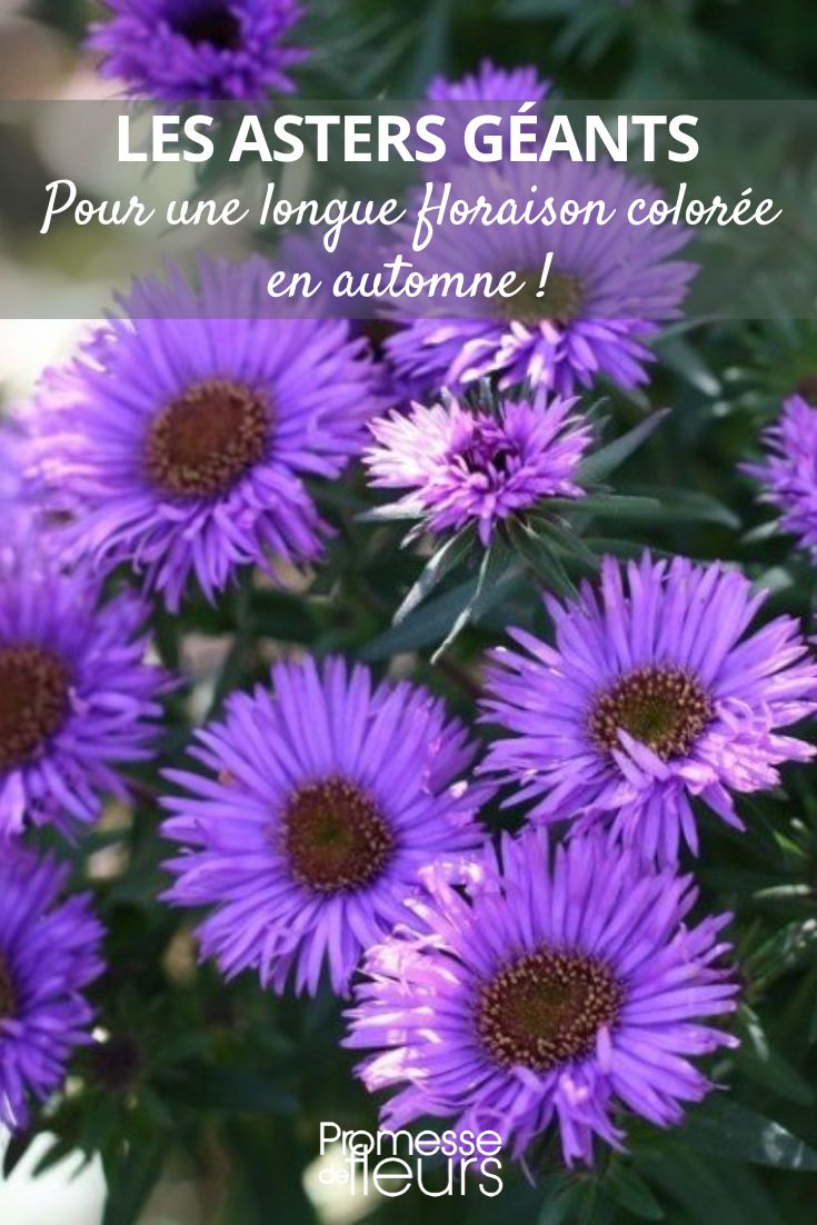 Aster novae-angliae ‘Purple Dome’