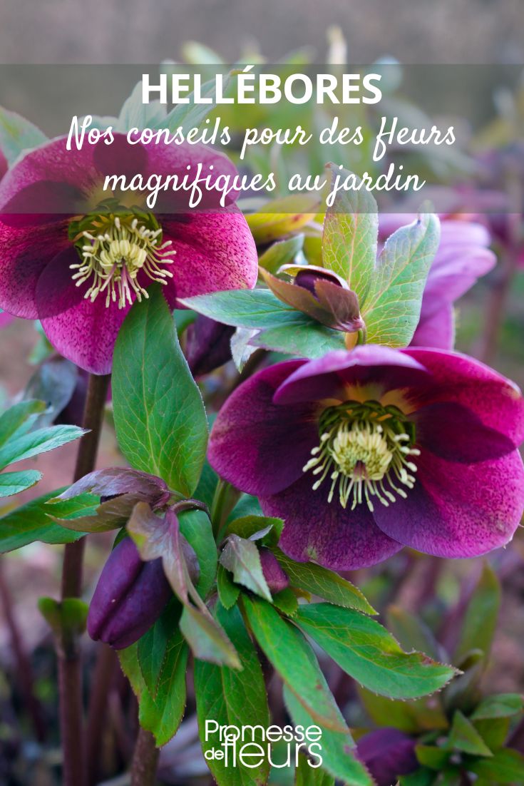 Helleborus-Blumen