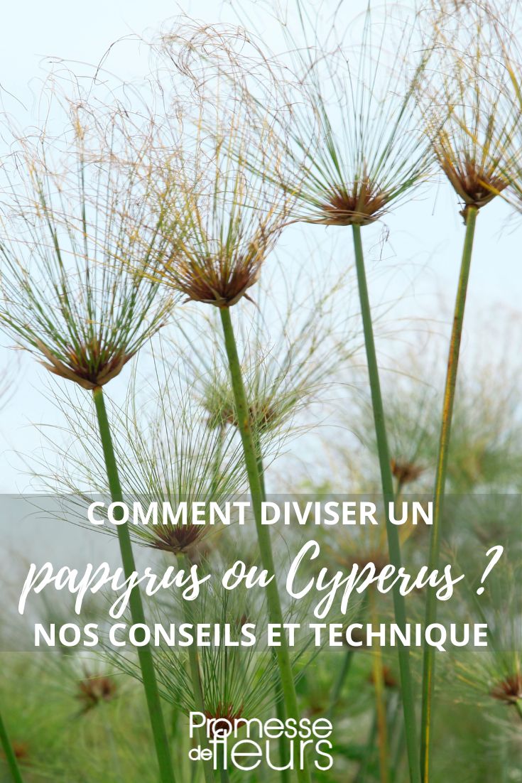 Papyrus im Garten teilen  

Der Papyrus (Cyperus papyrus) ist eine imposante Sumpfpflanze, die sich durch Teilung leicht vermehren lässt. Die beste Zeit für diese Arbeit ist das Frühjahr, wenn die Vegetation wieder einsetzt.  

**Schritt-für-Schritt-Anleitung:**  

1. **Pflanze ausgraben**: Heben Sie den Wurzelballen vorsichtig mit einer Grabegabel aus dem Boden.  
2. **Wurzeln reinigen**: Spülen Sie die Erde ab, um die Rhizome besser erkennen zu können.  
3. **Teilen**: Zerschneiden Sie den Wurzelstock mit einem scharfen Messer oder einer Säge in mehrere Stücke – jedes sollte mindestens 3-4 Triebe haben.  
4. **Einpflanzen**: Setzen Sie die Teilstücke sofort wieder ein, entweder direkt ins Beet oder in einen mit Wasser gefüllten Topf.  
5. **Angießen**: Halten Sie die Erde in den ersten Wochen konstant feucht.  

**Tipp**: Papyrus gedeiht prächtig an Teichrändern oder in wasserdurchlässigen Kübeln. Durch Teilung verjüngen Sie alte Pflanzen und erhalten kostenlos neue Exemplare!  

Wichtig: Tragen Sie bei der Arbeit Handschuhe, da die scharfkantigen Halme Hautreizungen verursachen können.