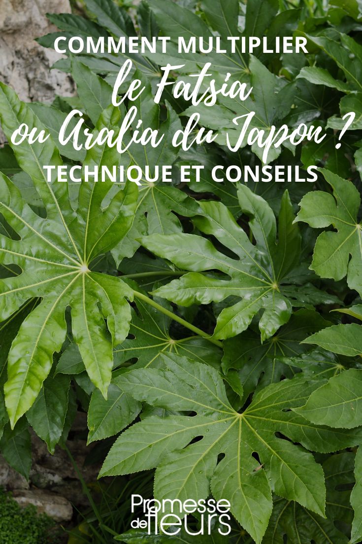 Fatsia und Aralia, Vermehrungsmethoden