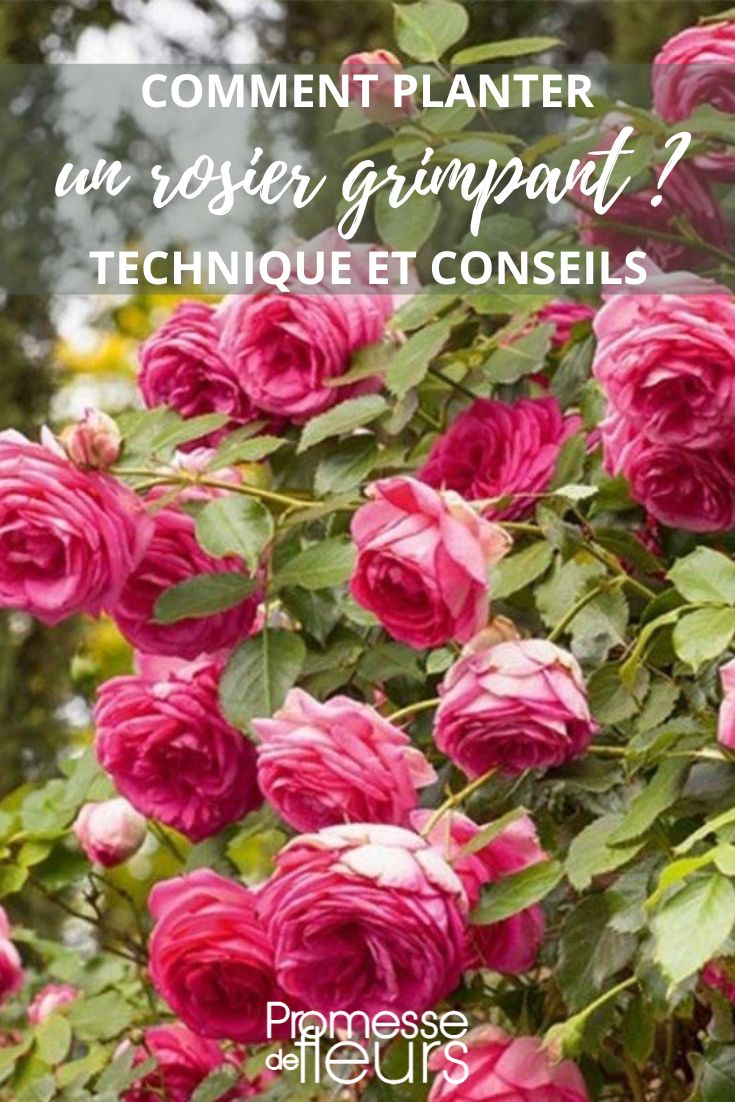 Pierre de Ronsard (deutsche Bezeichnung für die gleichnamige Rose)  

*Hinweis:* Bei Rosensorten wird in der Regel der Originalname beibehalten, daher wäre "Pierre de Ronsard" auch im Deutschen die korrekte Bezeichnung. Falls ein erklärender Zusatz gewünscht ist, könnte man ergänzen:  

"Pierre de Ronsard (auch bekannt als 'Rose Pierre de Ronsard' oder 'Eden-Rose')"  

Da es sich um eine eingetragene Markenrosensorte handelt, sollte der Name unverändert übernommen werden.