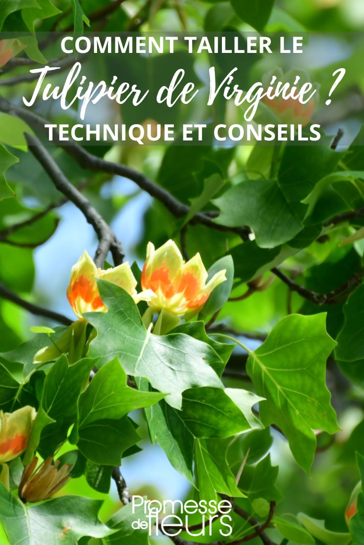 Größe des Liriodendron tulipifera