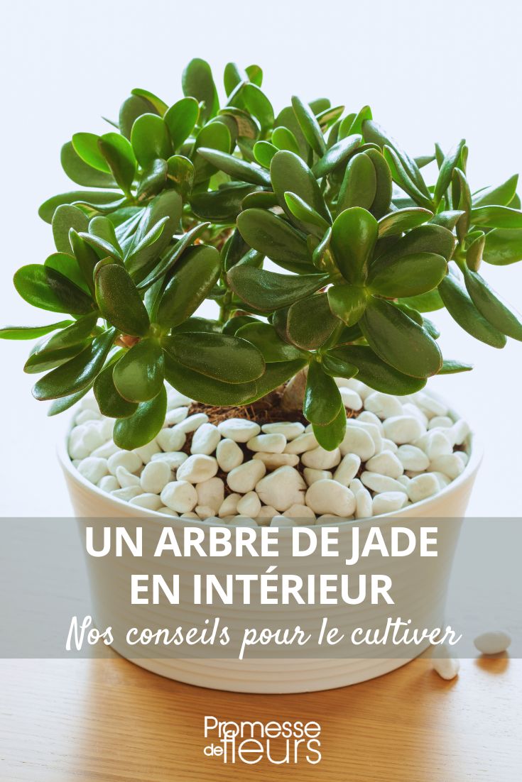 Crassula ovata (Geldbaum)