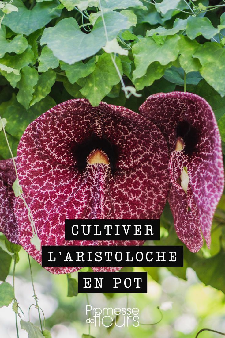 Aristolochia im Topf kultivieren: Pflegetipps und Ratschläge