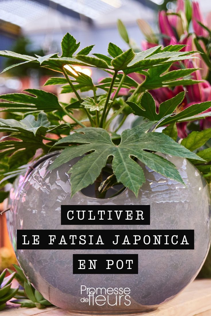 Aralia im Topf kultivieren