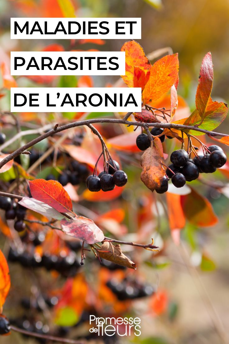 die Aronia pflegen