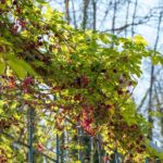 Akebie im Garten spalieren?