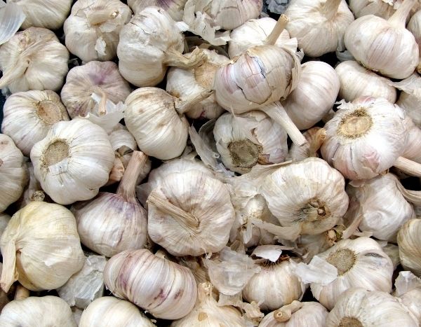 Knoblauch vermehren?