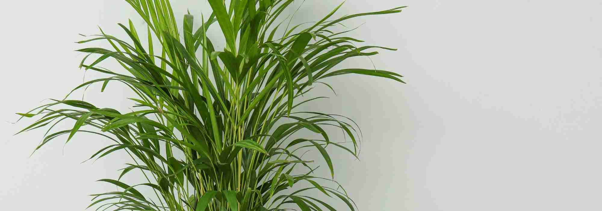 Krankheiten und Parasiten der Betelpalme