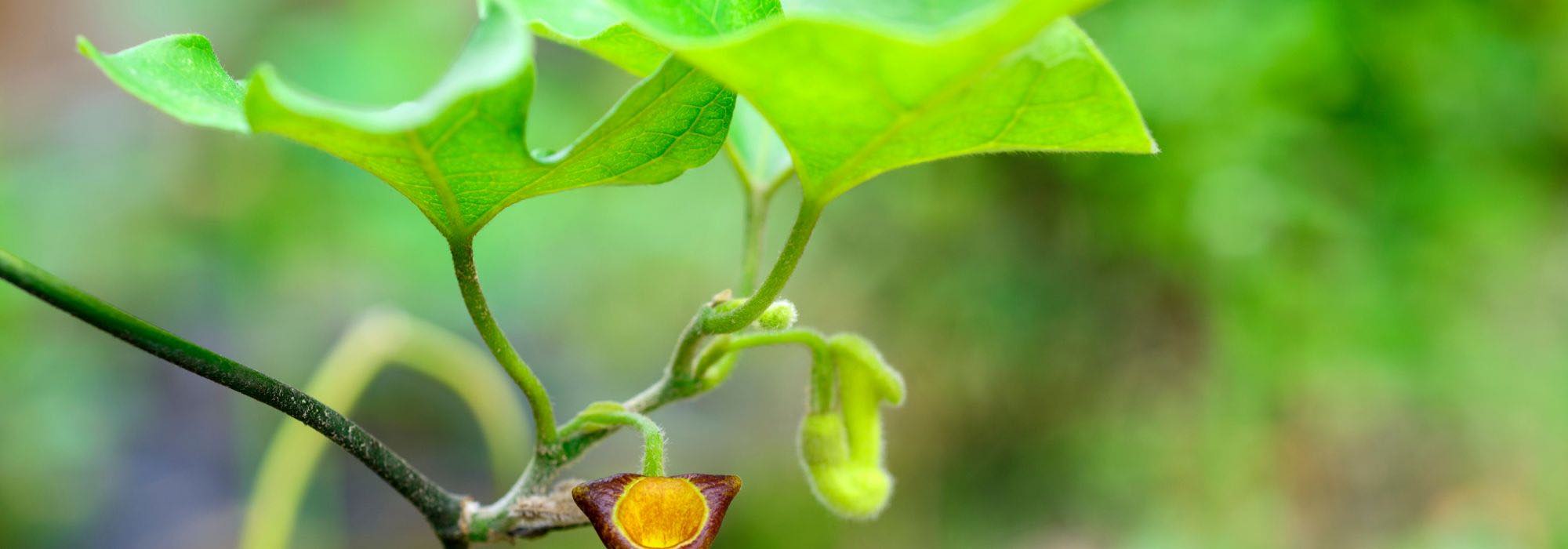 Osterluzei im Topf: Tipps und Pflege
