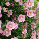 Anisodontea vermehren: Stecklinge ou Mauve du Cap?