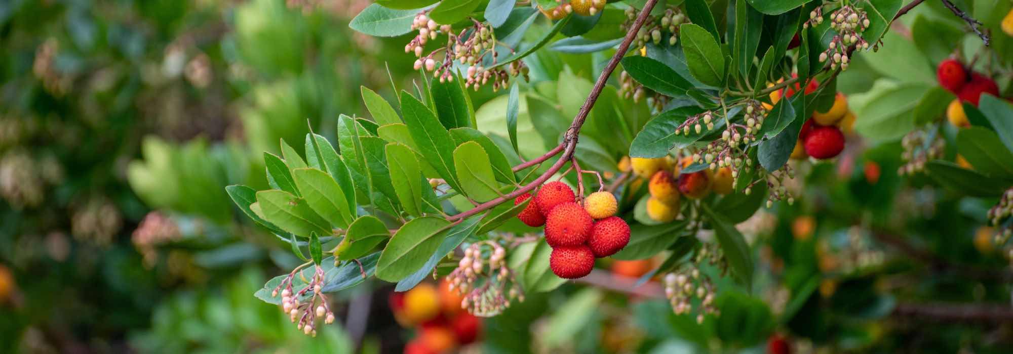 Westlicher Erdbeerbaum: ideale Sorte wählen?