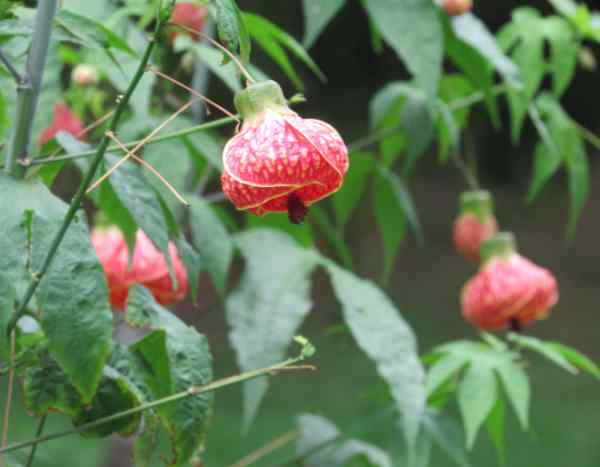 Abutilon schneiden?