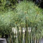 Papyrus oder Zypergras teilen?