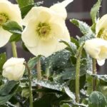 Gelbe Christrosen für einen hellen Winter!