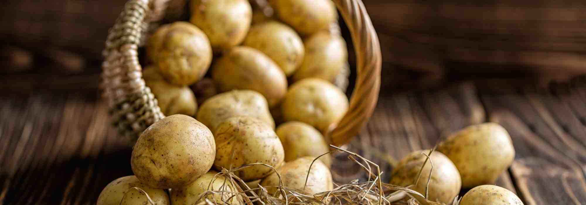 Frühe Kartoffeln: Auswahl und Anbau kompakt