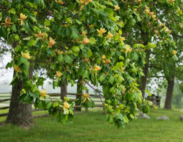 Amerikanischen Tulpenbaum schneiden?