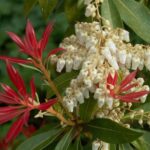 Japanische Lavendelheide oder Pieris schneiden?