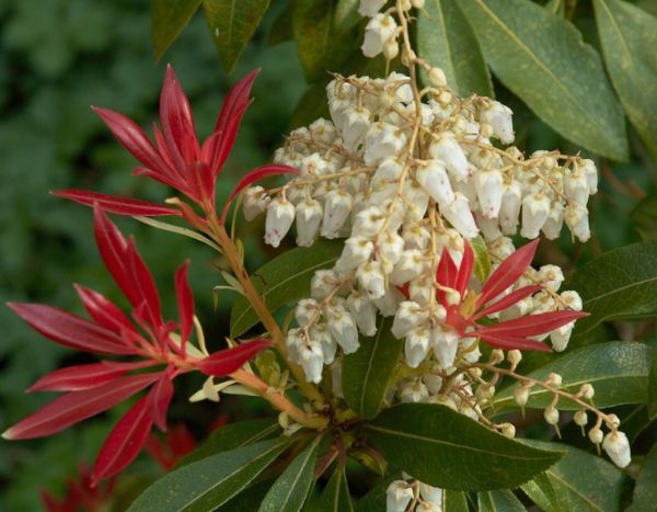 Japanische Lavendelheide oder Pieris schneiden?