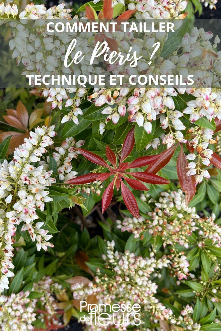 Größe des Pieris