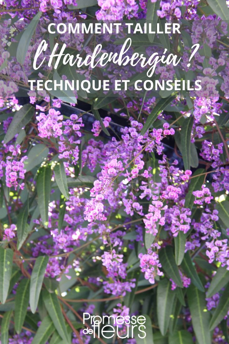Größe des Hardenbergia