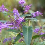 Hardenbergie oder Purpurerbse schneiden?