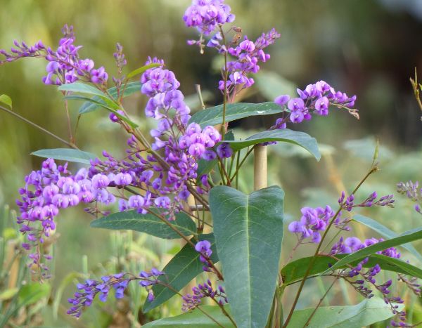 Hardenbergie oder Purpurerbse schneiden?