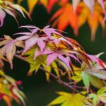 Japanischer Ahorn: 15 wichtige Fragen