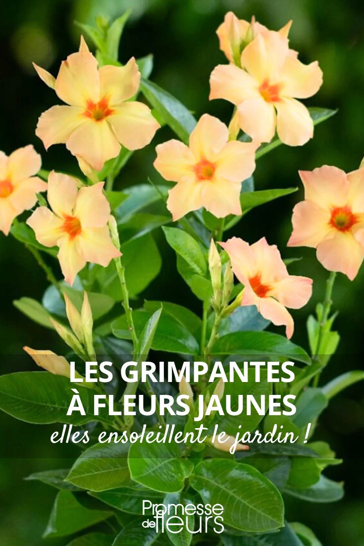 Dipladenia 'Diamantina Smaragd Bernstein Stern'