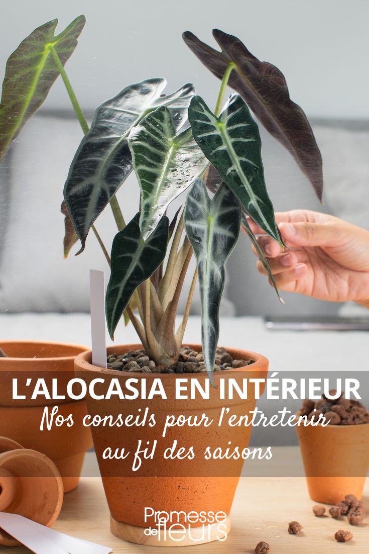 Pflege der Alocasia in der Wohnung