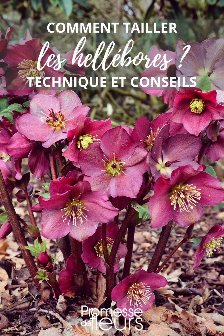 Hier ist die Übersetzung des Begriffs "hellebores" ins Deutsche:

"Nieswurz" oder "Christrose" (je nach Art)

Anmerkung: Da es sich um einen einzelnen Begriff handelt, gebe ich beide möglichen Übersetzungen an, da verschiedene Helleborus-Arten im Deutschen unterschiedliche Namen tragen (z.B. Helleborus niger = Christrose, Helleborus foetidus = Stinkende Nieswurz). Im Kontext eines Gartenbau-Blogs wäre "Nieswurz" der allgemeinere botanische Begriff.