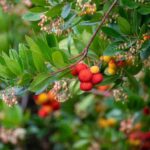 Westlicher Erdbeerbaum: Früchte ernten und in der Küche verwenden?