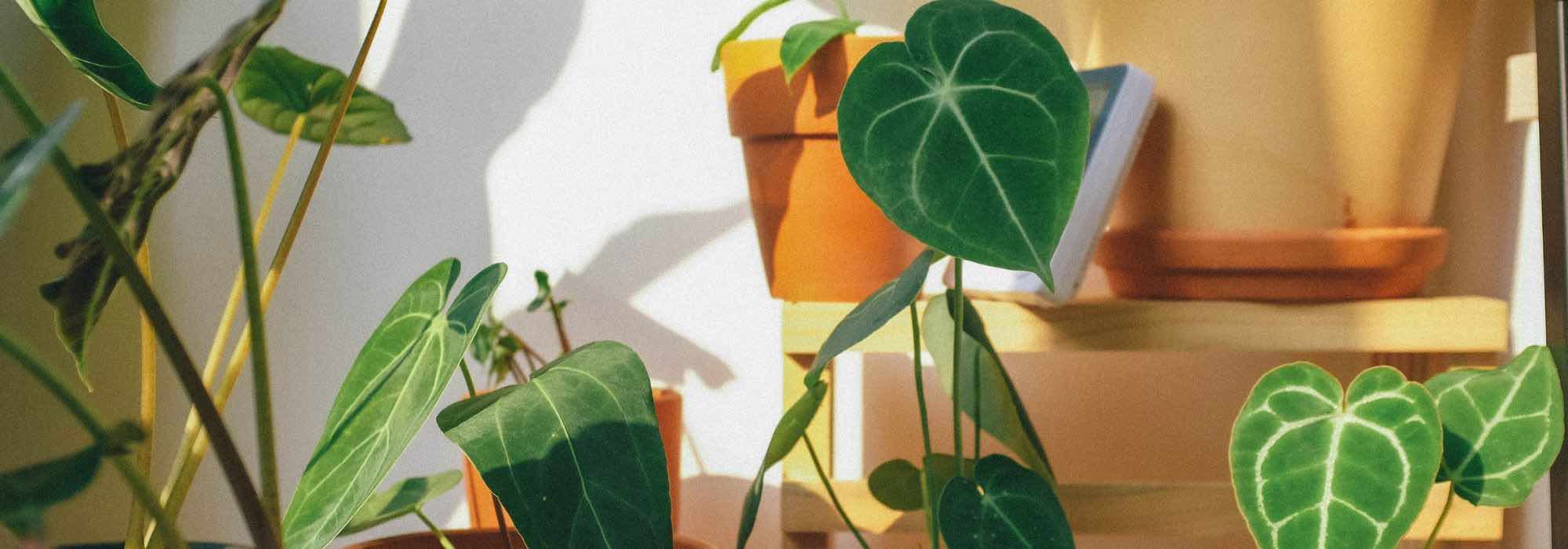 Pfeilblatt im Haus pflegen: Tipps je Jahreszeit