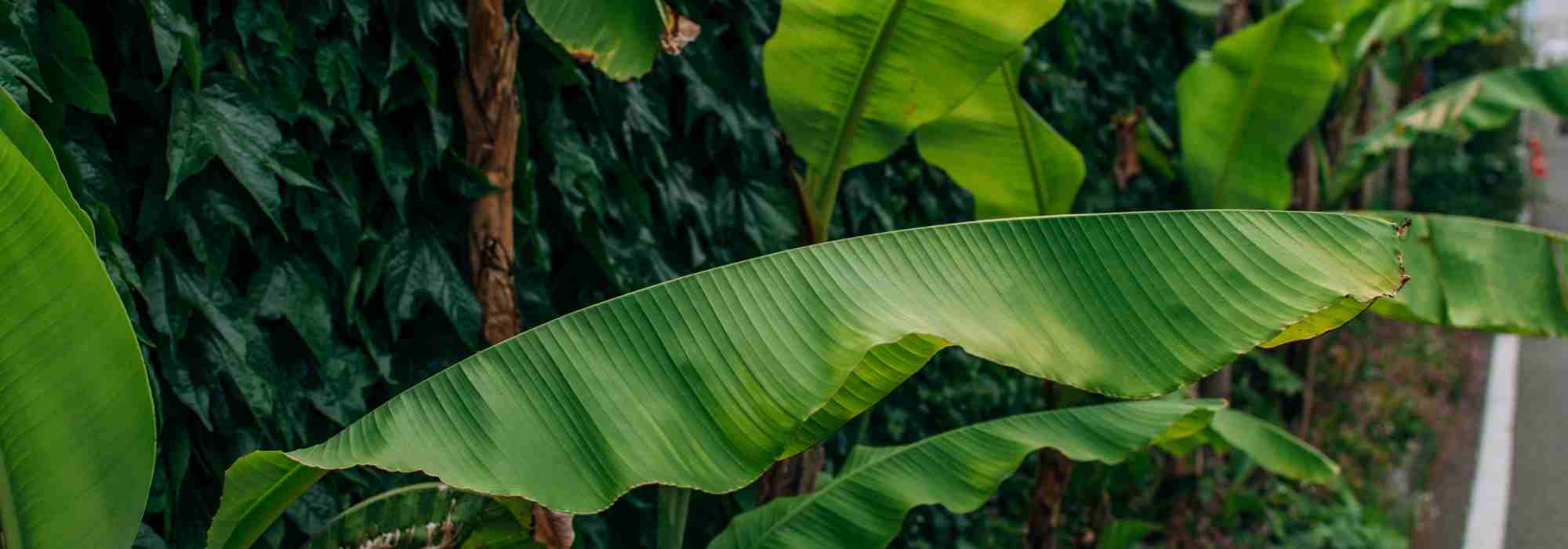 Banane: 10 Fragen und Antworten