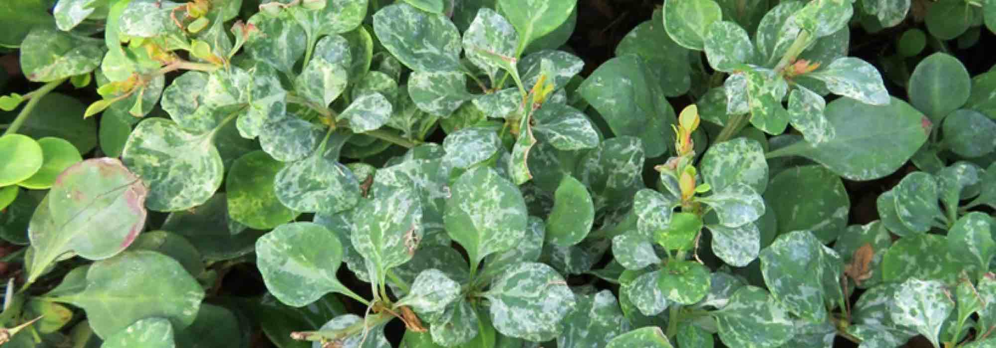 Berberitzen mit panaschiertem Laub: Licht im Garten