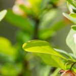 6 Berberitzen: robuste Ziersträucher für jede Saison