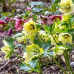 Beleben Sie den Garten mit späten Christrosen: Farbe im Spätwinter