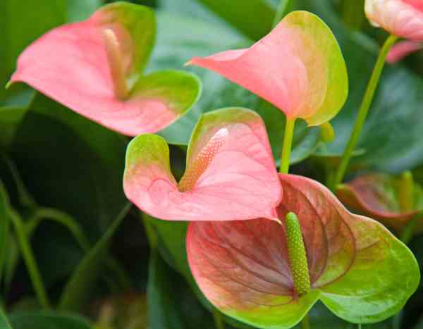 Flamingoblume vermehren: einfach erklärt?